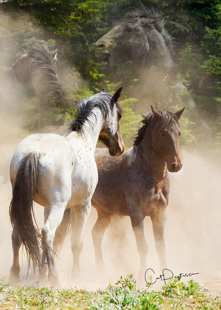 WILD HORSES GREETING CARDS
