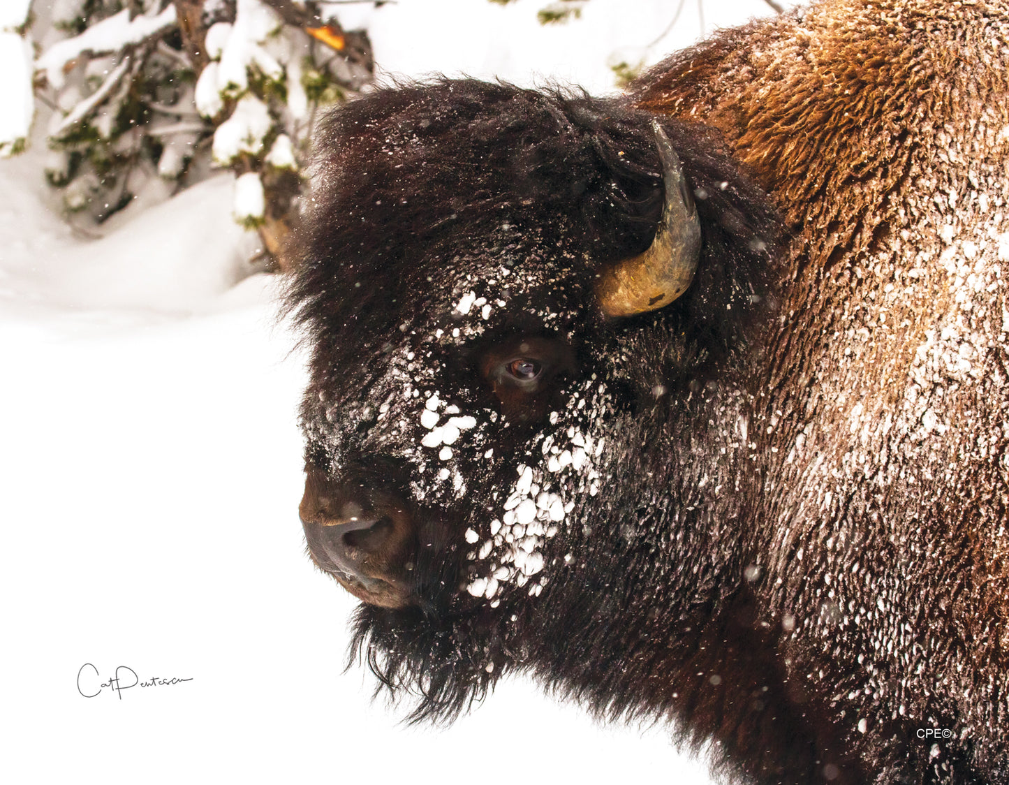 2024 AMERICAN BUFFALO CALENDAR