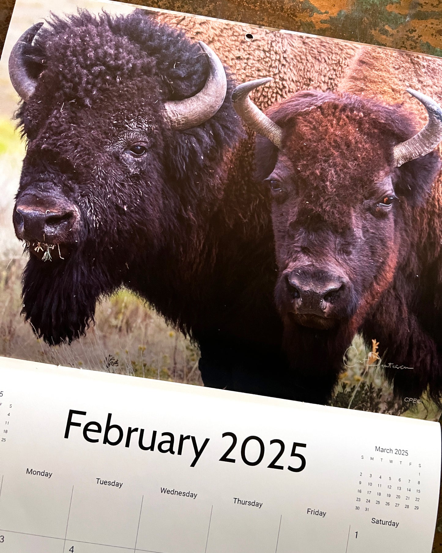 2025 AMERICAN BUFFALO CALENDAR