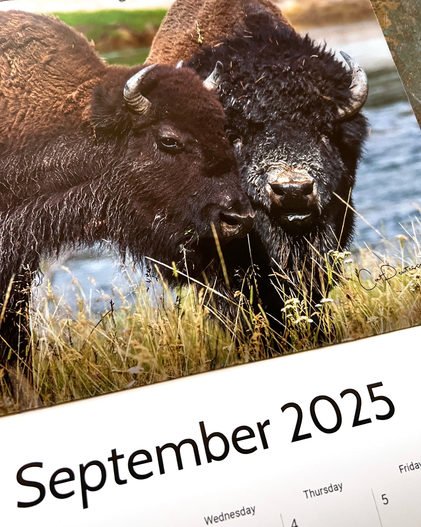 2025 AMERICAN BUFFALO CALENDAR