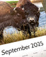 2025 AMERICAN BUFFALO CALENDAR