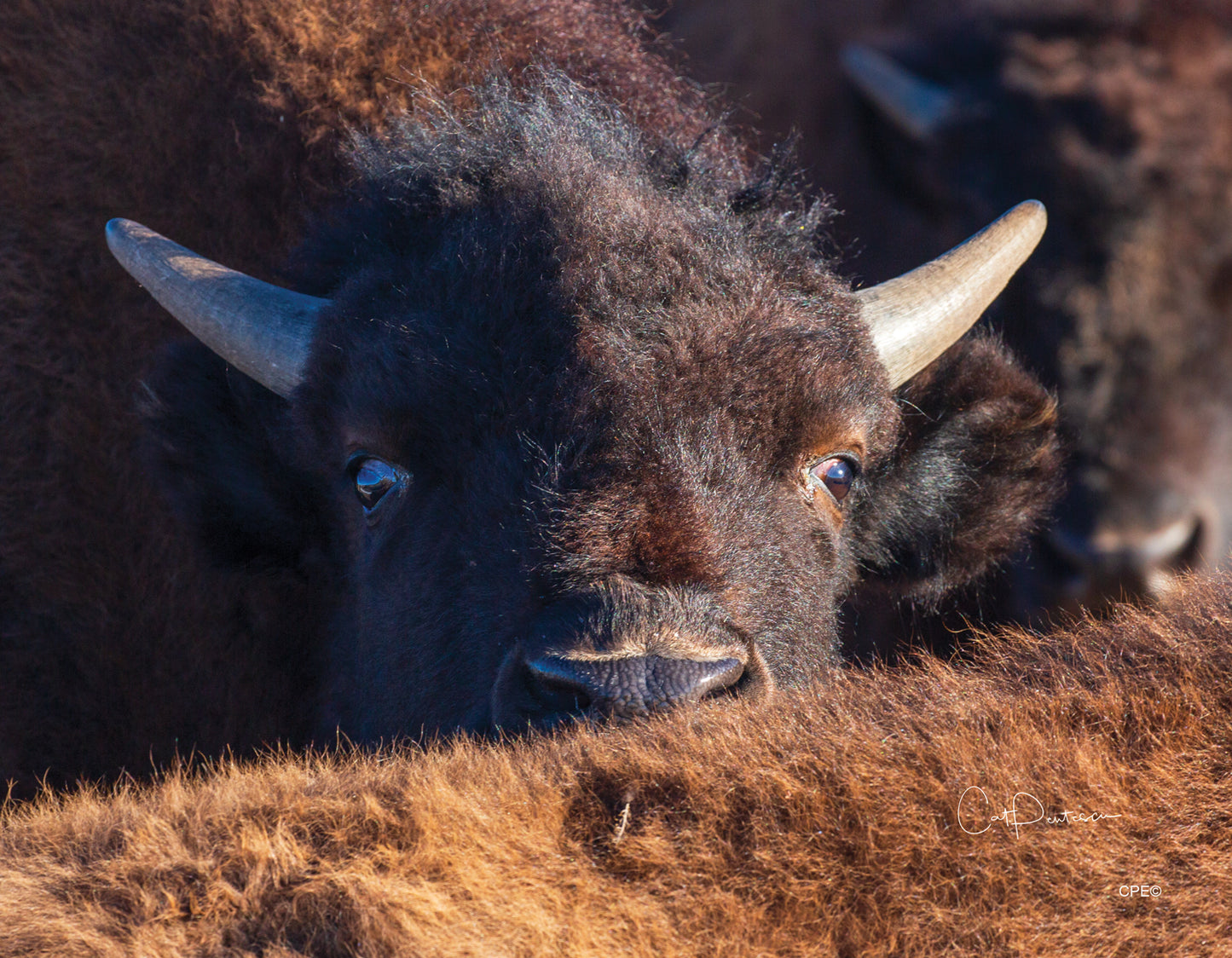 2024 AMERICAN BUFFALO CALENDAR