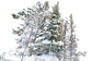 WINTER PINES