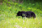 AMONG THE WILDFLOWERS