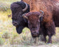 Happy Couple. Close up portrait of bull and cow buffalo standing next to each other in the wild. Late summer in field of green grass, sagebrush golden flowers