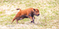 THE ZOOMIES