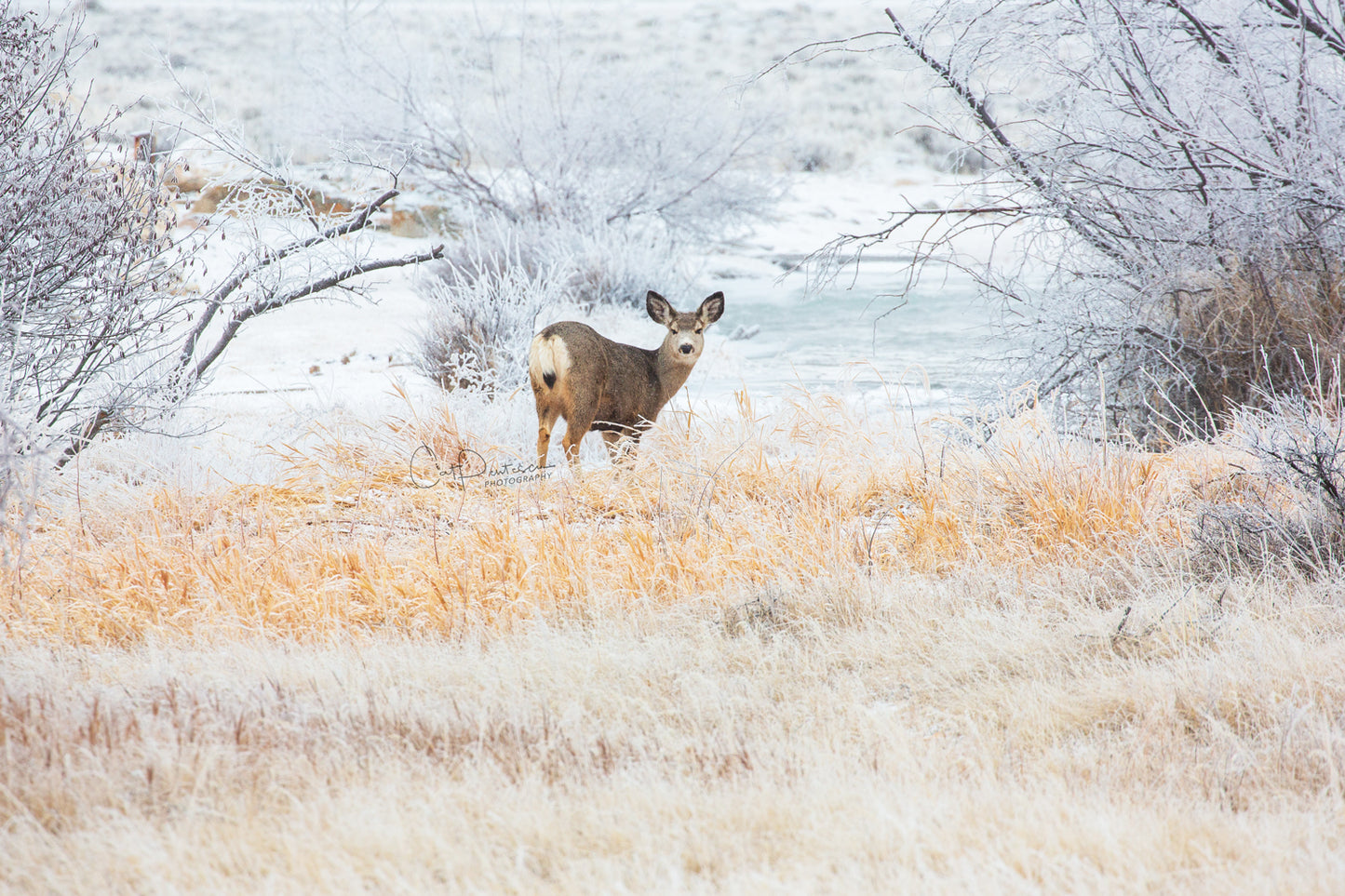 COLD WINTER MORN'