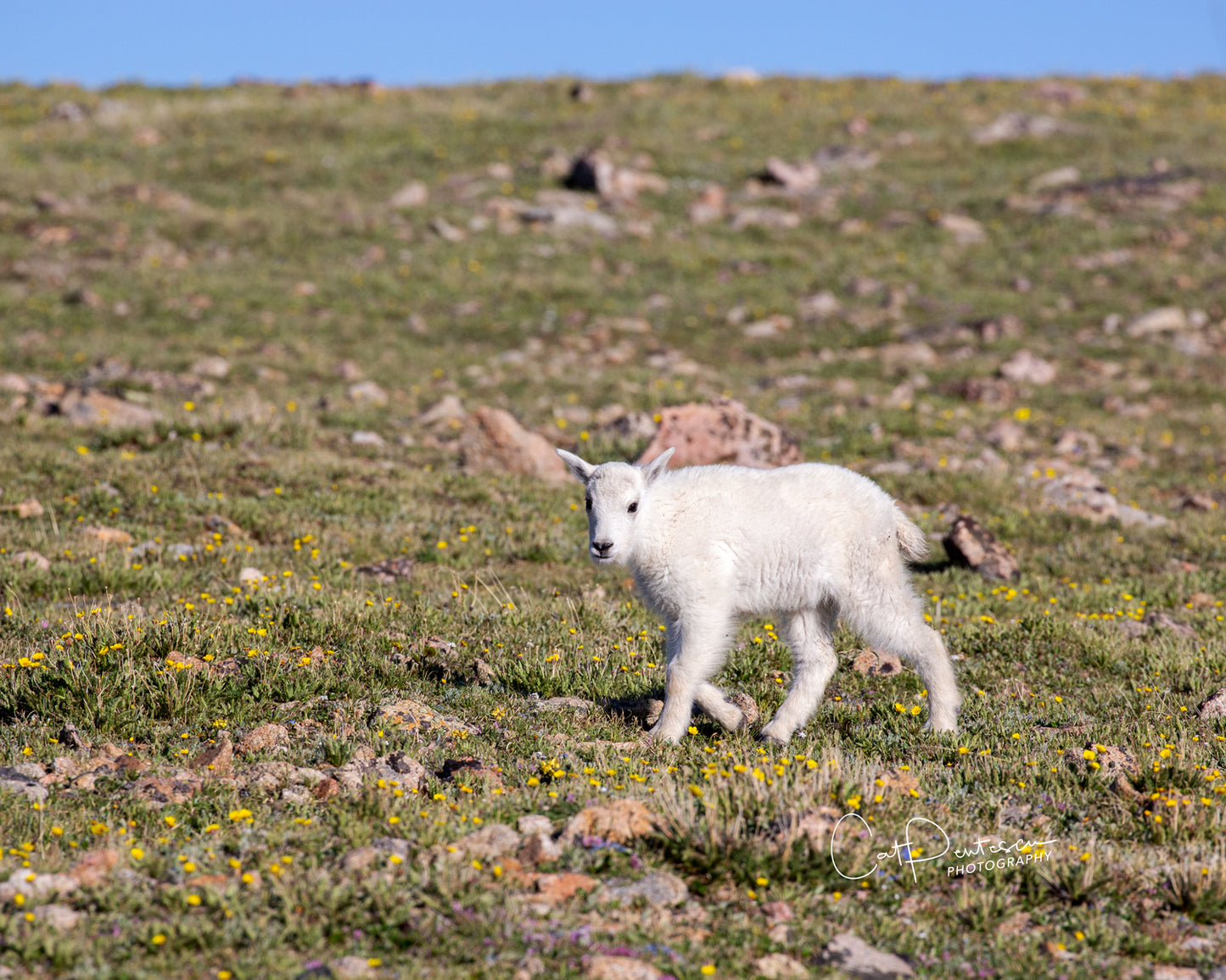 MOUNTAIN KID