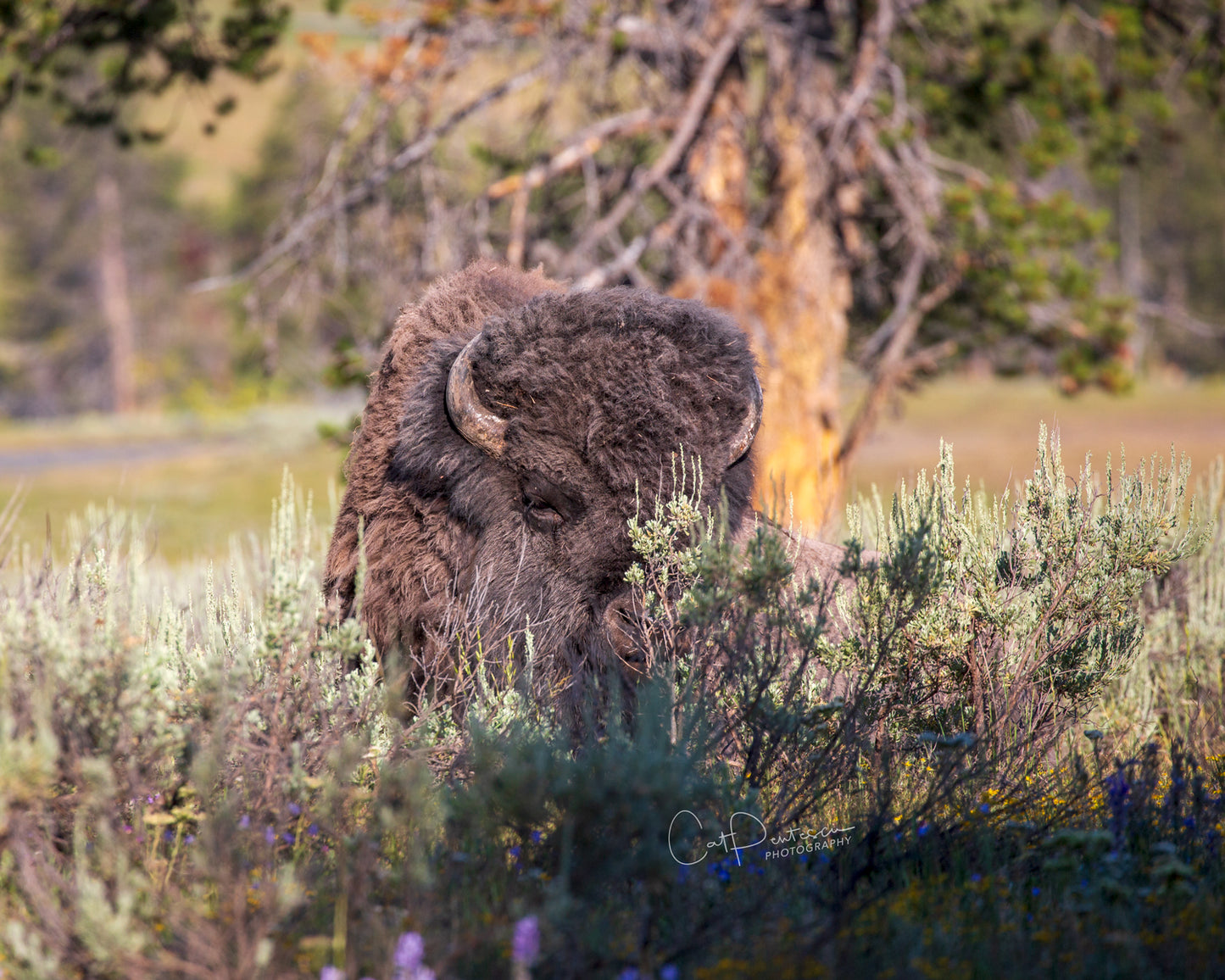 BEHIND THE BRUSH