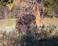 BEHIND THE BRUSH