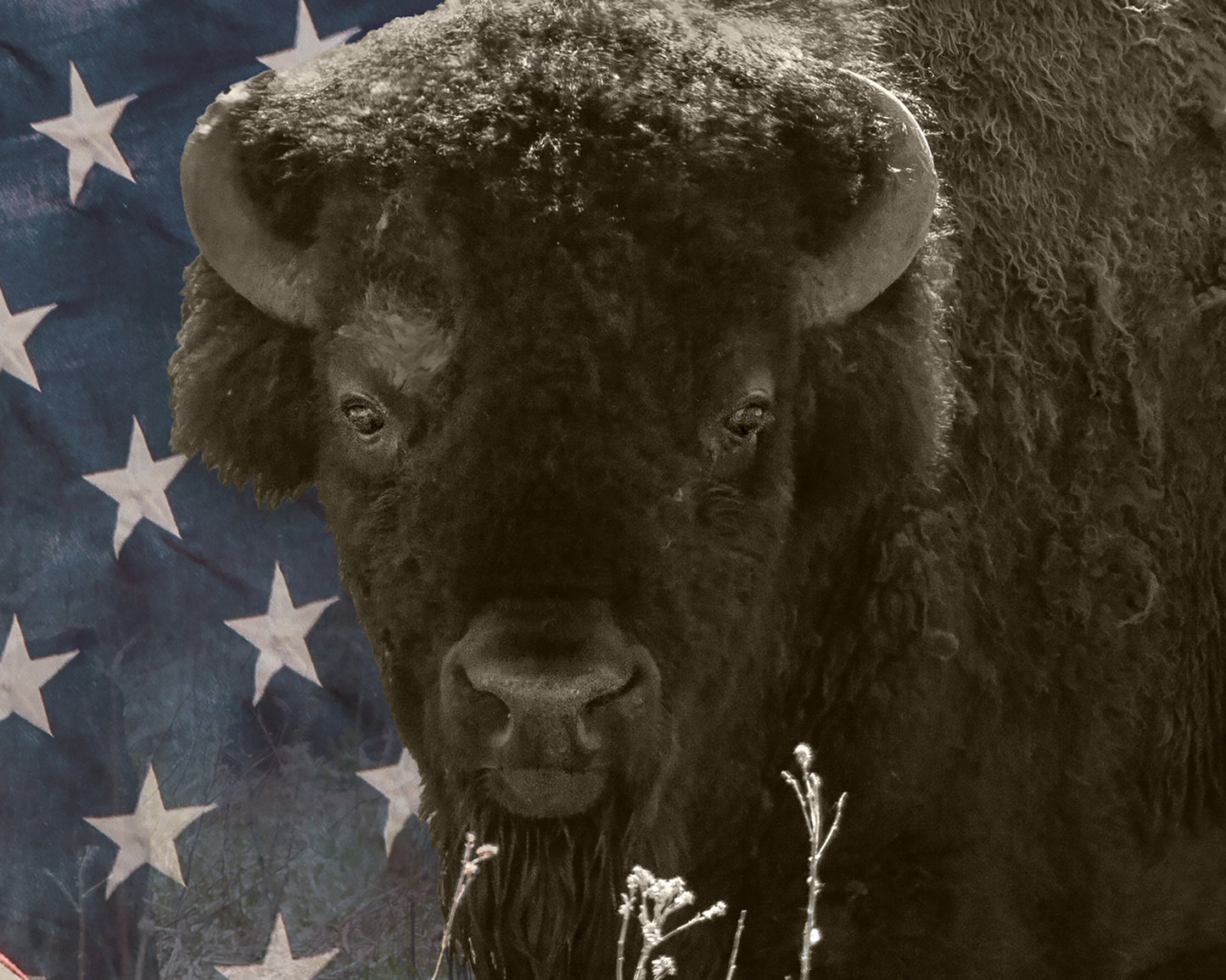 AMERICAN HISTORY