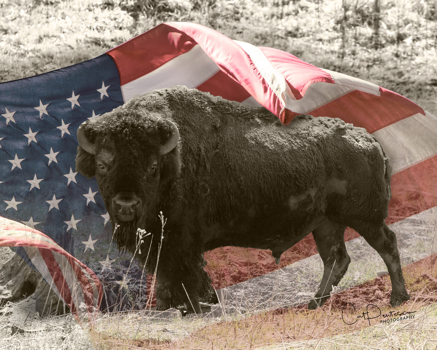 AMERICAN HISTORY