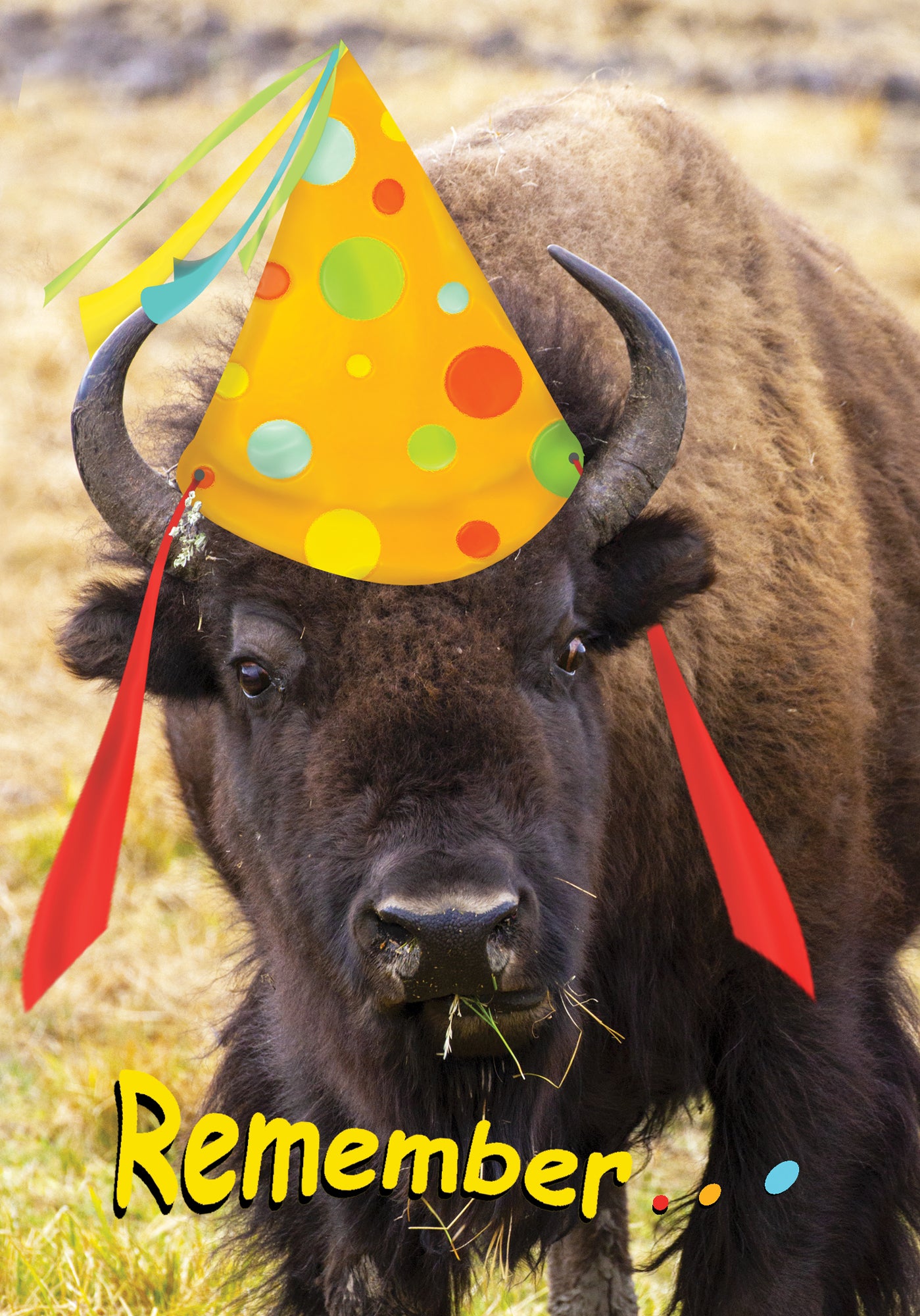 Buffalo Birthday Memes 1024x1024