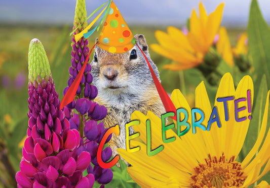 A SQUIRRELY Birthday Card