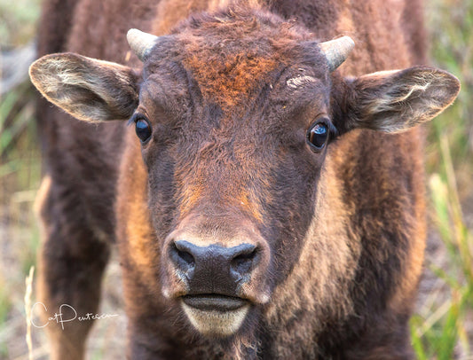 Note Cards - THEM THERE EYES