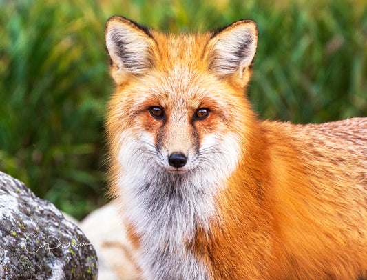 Note Cards - FOXY LADY