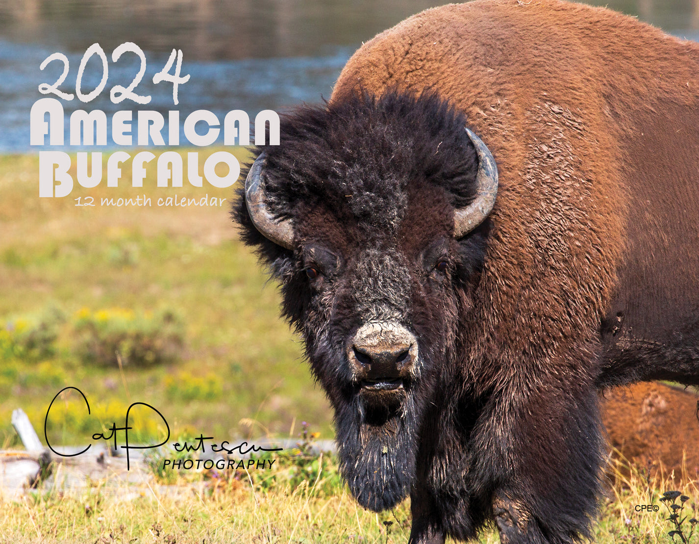 2025 AMERICAN BUFFALO CALENDAR Cat Pentescu Photography