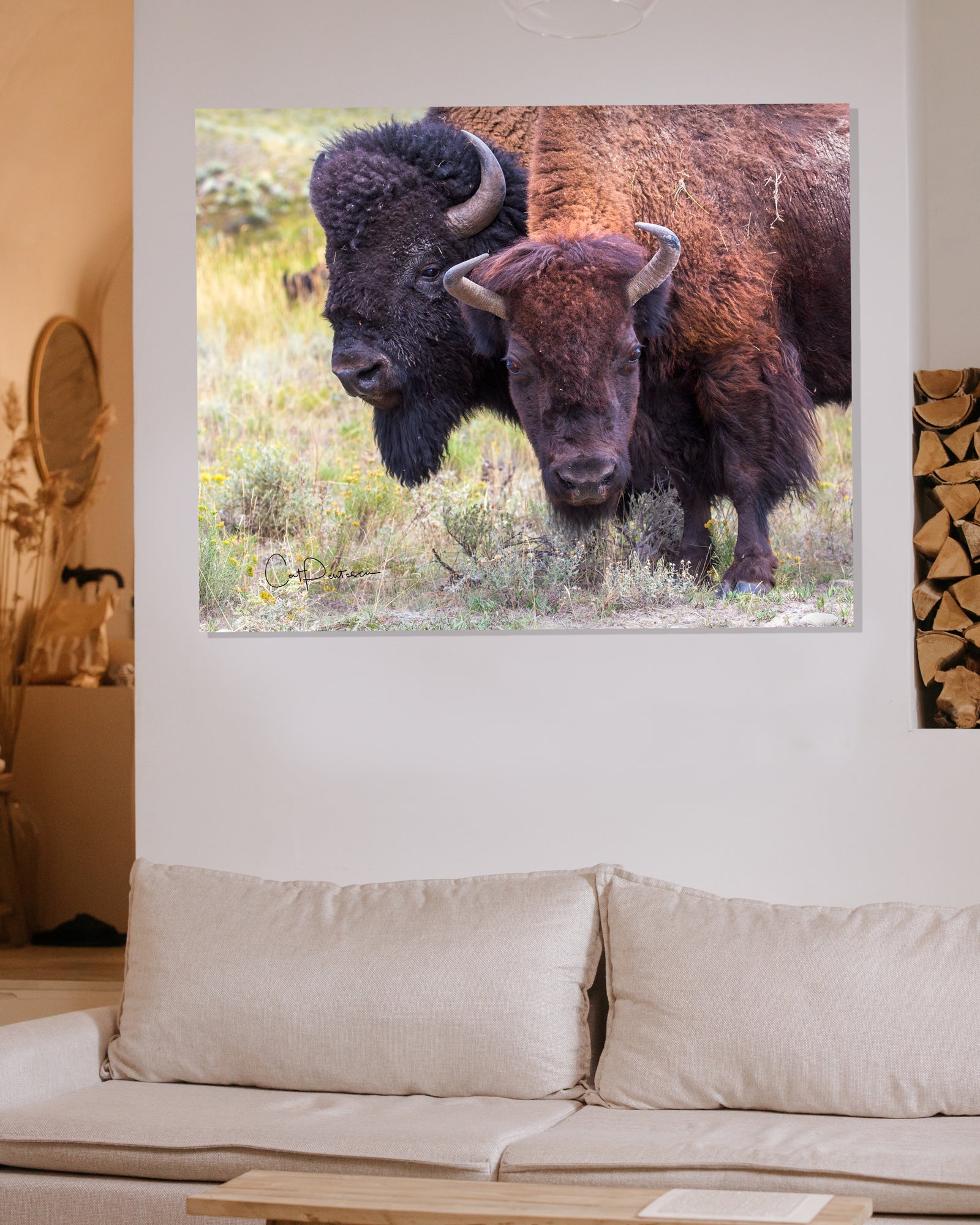 Happy Couple. on wall in casual home.  Close up portrait of bull and cow buffalo standing next to each other in the wild. Late summer in field of green grass, sagebrush golden flowers
