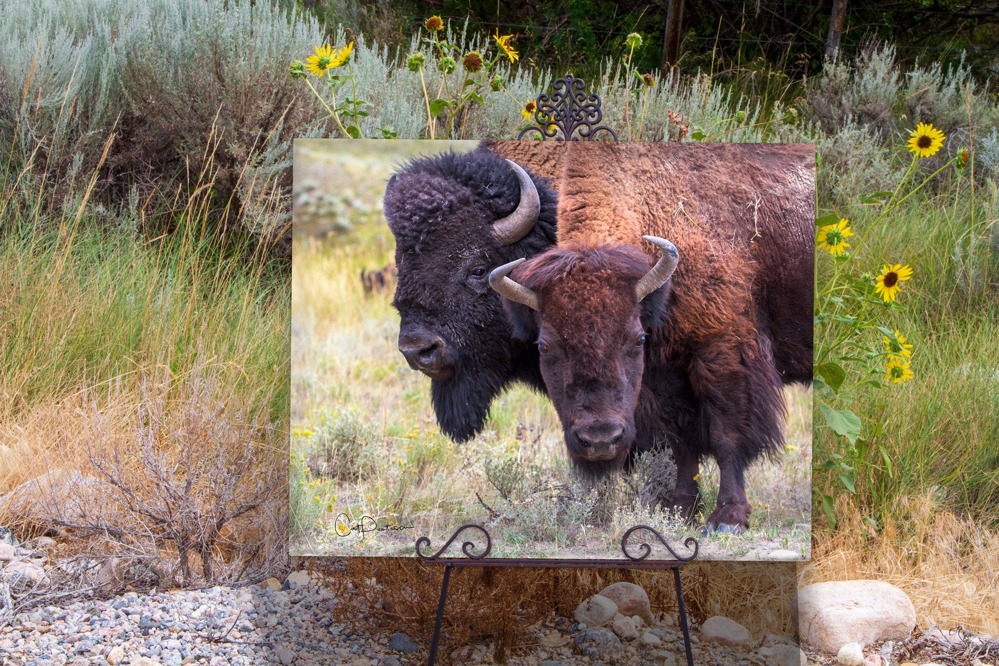 Happy Couple on iron easel. Close up portrait of bull and cow buffalo standing next to each other in the wild. Late summer in field of green grass, sagebrush golden flowers