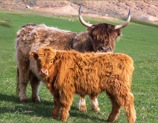 Note Cards - THE HIGHLANDERS