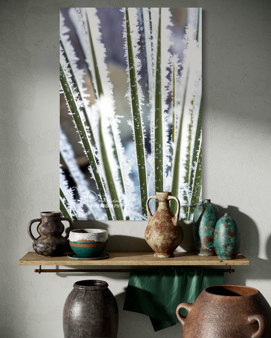ICED YUCCA