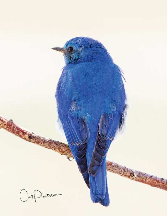 Note Cards - MOUNTAIN BLUE