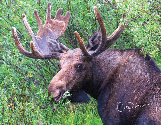 Note Cards - MUNCHIN' LUNCH