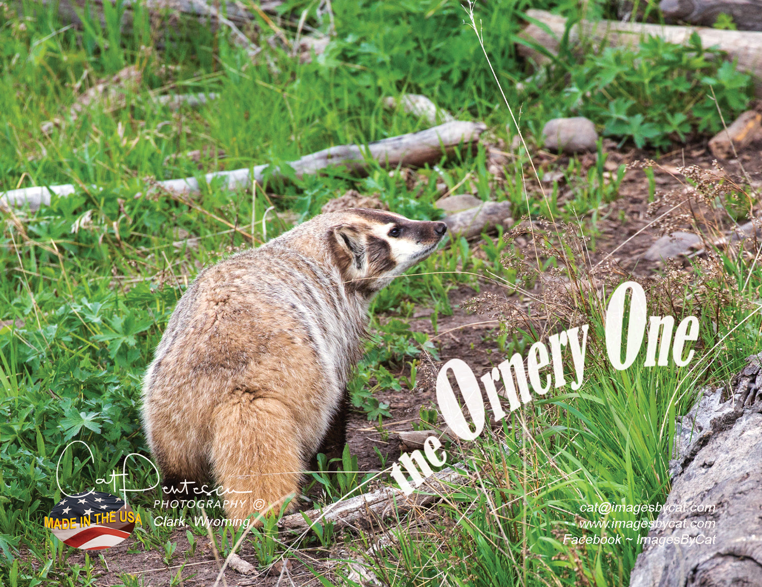 Note Cards - THE ORNERY ONE β Cat Pentescu Photography