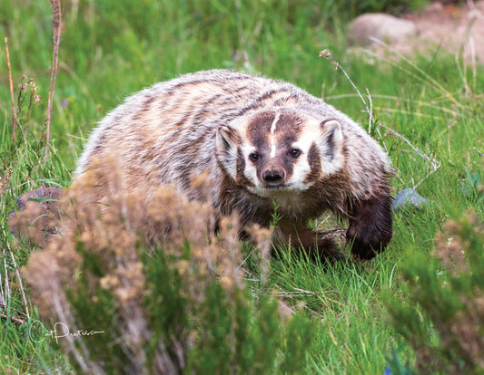 Note Cards - THE ORNERY ONE