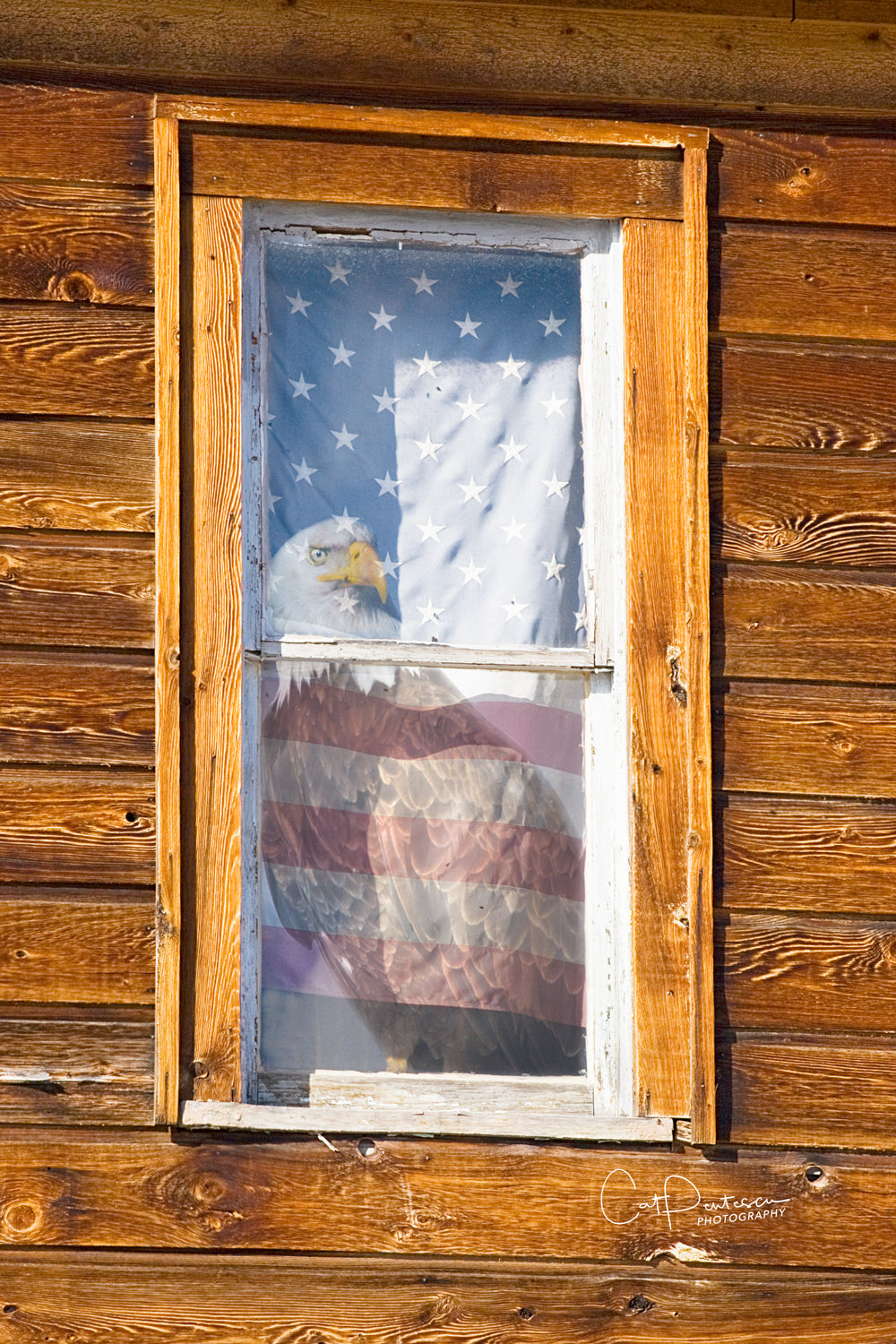 PANE OF FREEDOM - EAGLE