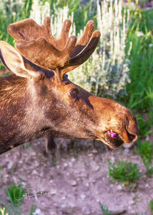 Greeting Card - PICKED FOR YOU