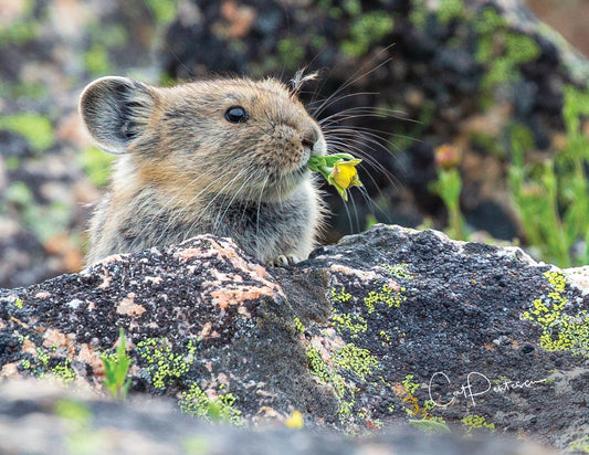 Note Cards - PIKA'S PICNIC