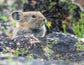 Note Cards - PIKA'S PICNIC