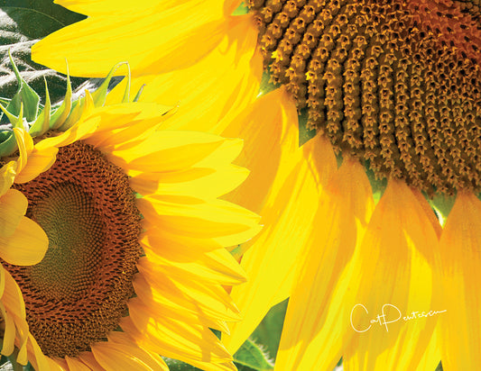 Note Cards - SUNNY FLOWERS