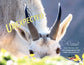 Note Cards - UNEXPECTED