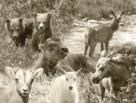 Note Cards - WILD BABIES