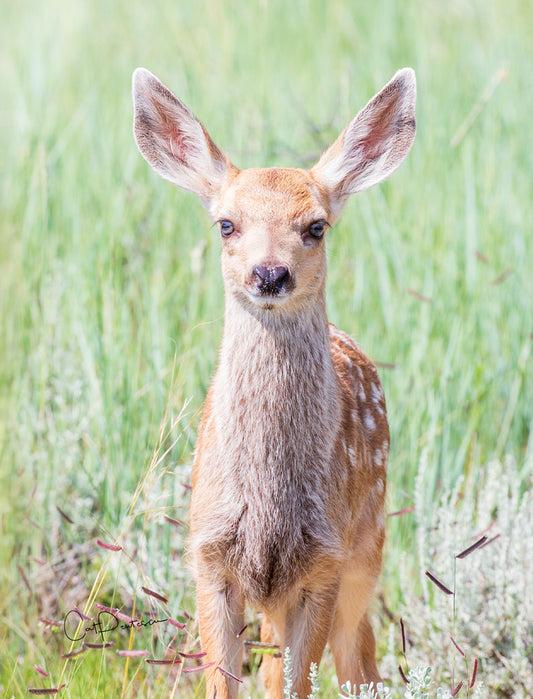 Note Cards - WILD INNOCENCE