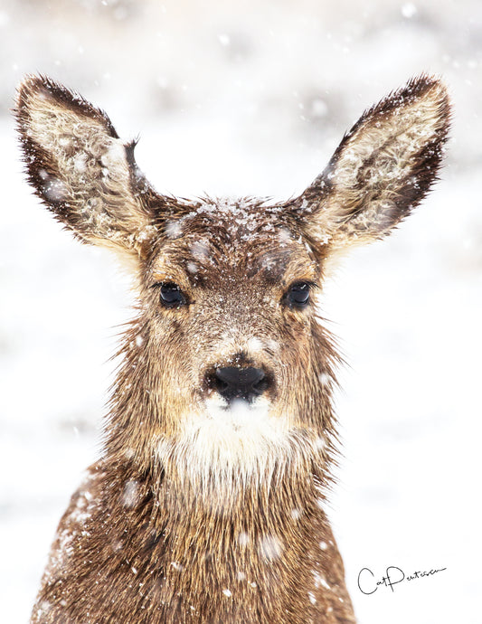 Note Cards - WINTER BLUES