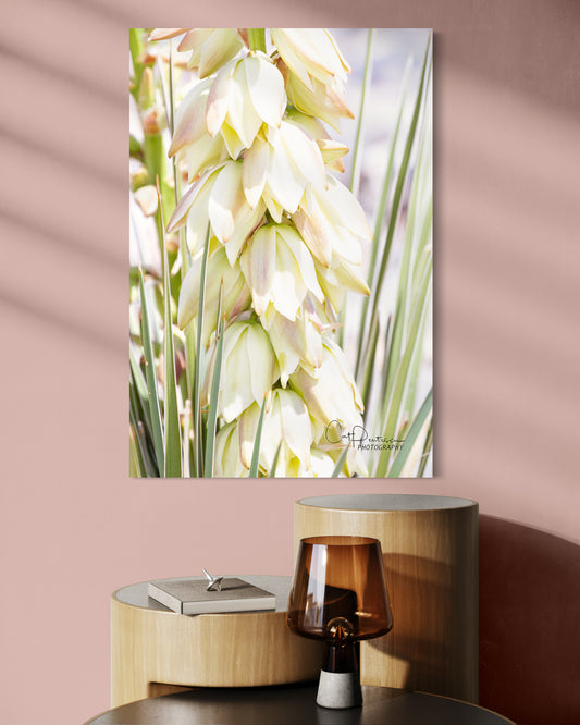 YUCCA BLOOMS