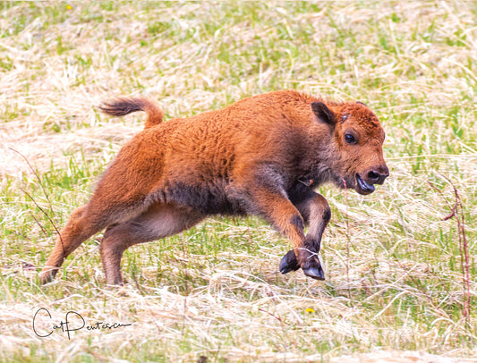 Note Cards - GOT THE ZOOMIES