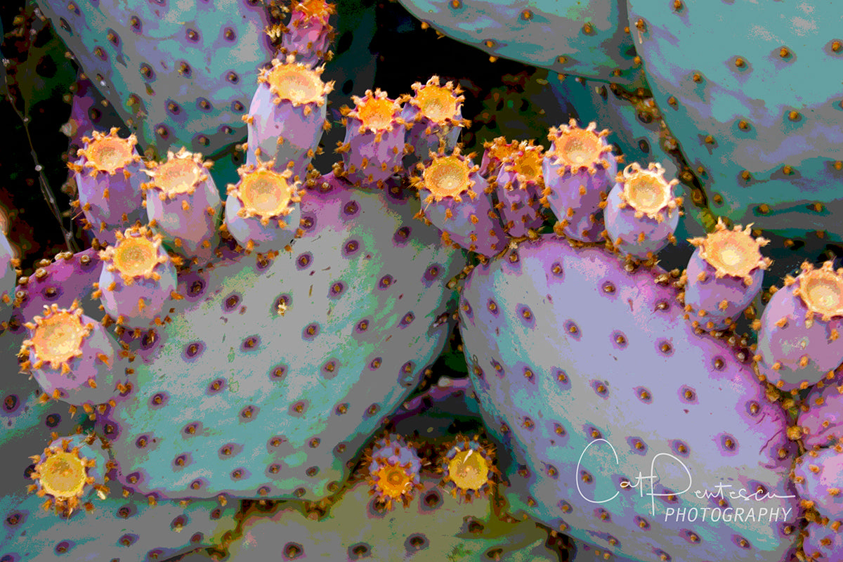 Artistic image of colorful cactus plant offered on canvas or metal