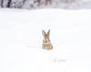 SNOW BUNNY III