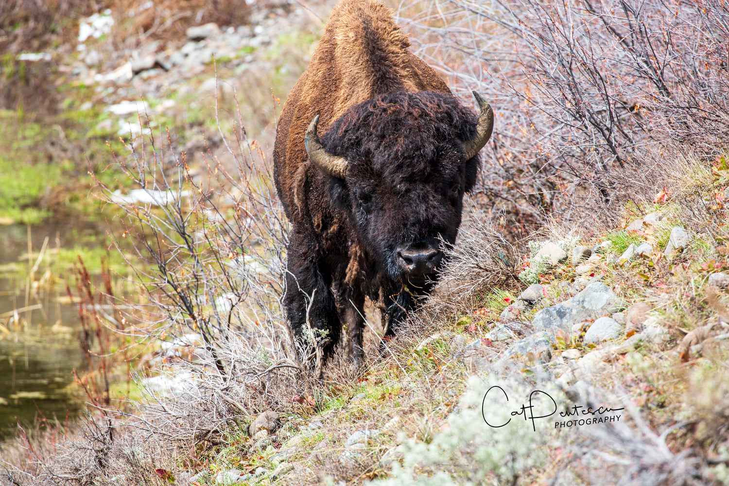 Wild bull buffalo bison coming out of the marsh with mud on his horns.