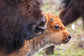 Buffalo bison red dog newborn calf focused on its future with mom by its side 