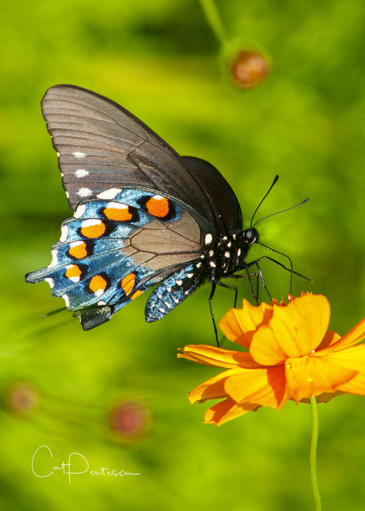 Greeting Card - NATURAL SPARKLES