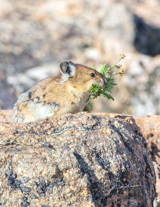 Note Cards - A MOUTHFUL