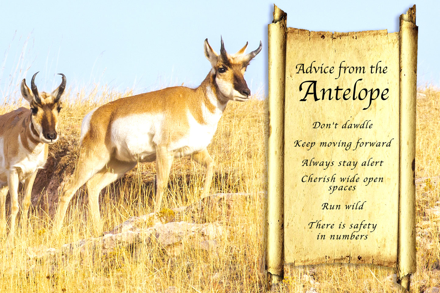 ADVICE FROM THE ANTELOPE POSTCARD