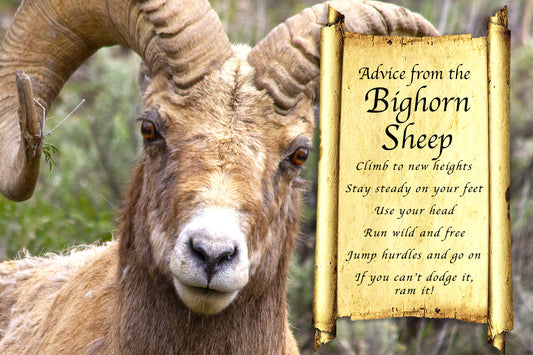 ADVICE FROM THE BIGHORN SHEEP POSTCARD