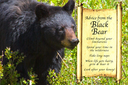 ADVICE FROM THE BLACK BEAR POSTCARD