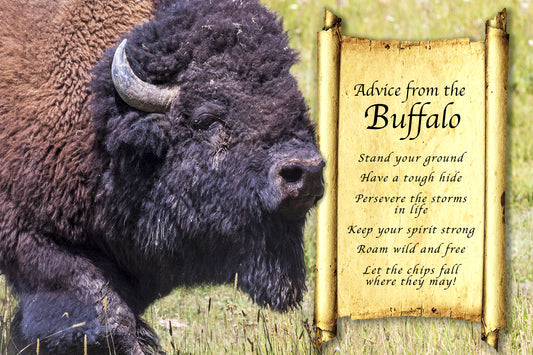 ADVICE FROM THE BUFFALO POSTCARD